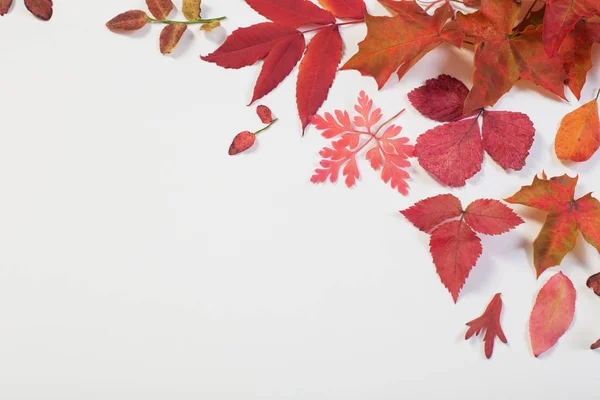 Beyaz arkaplanda kırmızı sonbahar yaprakları — Stok fotoğraf