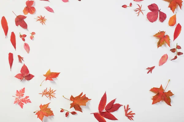 Красные осенние листья на белом фоне — стоковое фото
