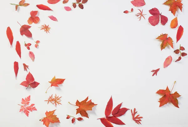 Красные осенние листья на белом фоне — стоковое фото