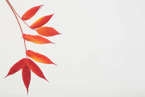 Červené podzimní listy na bílém pozadí — Stock fotografie