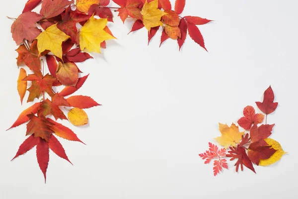 Herbst Blätter auf weißem Hintergrund — Stockfoto