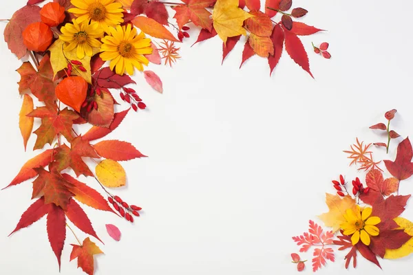 Autumn leaves and flowers on white background — Stock Photo, Image