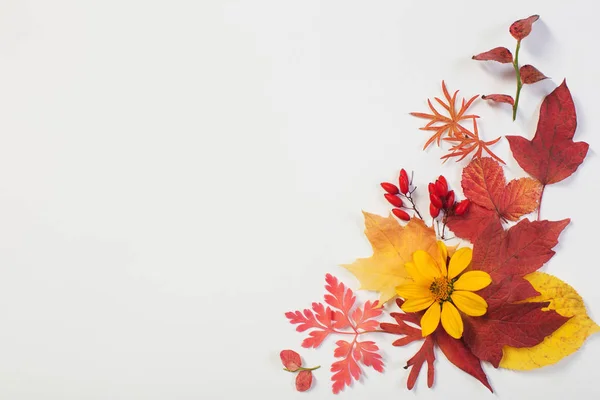 Herbstblätter und Blumen auf weißem Hintergrund — Stockfoto