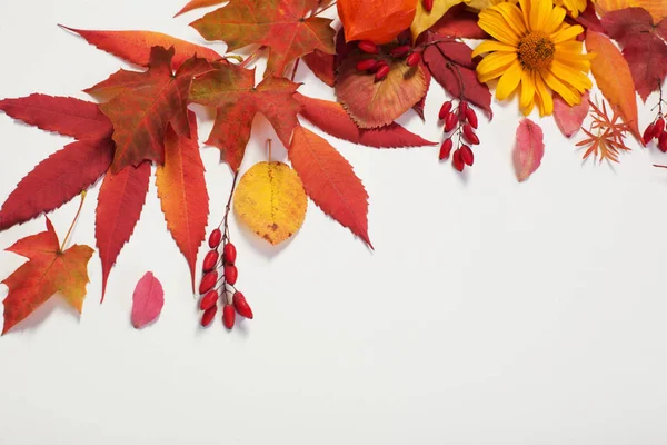 Beyaz arkaplanda sonbahar yaprakları ve çiçekler — Stok fotoğraf