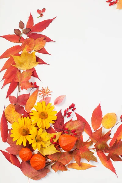 Herbstblätter und Blumen auf weißem Hintergrund — Stockfoto