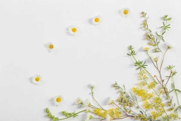 wildflowers on white paper background