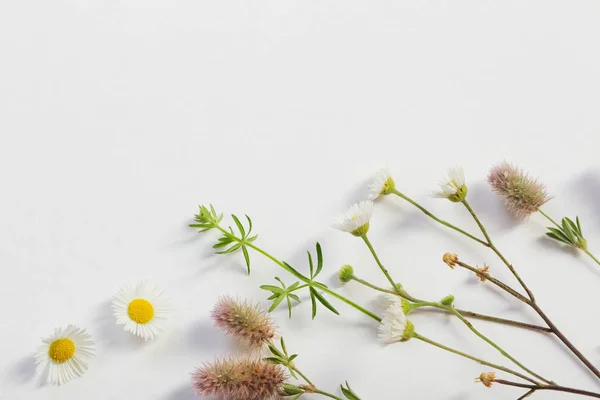 wildflowers on white paper background