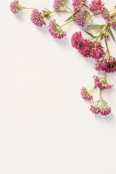 Divoké květiny na pozadí bílého papíru — Stock fotografie