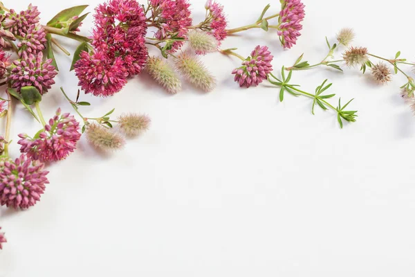 Wildflowers on white paper background — Stock Photo, Image