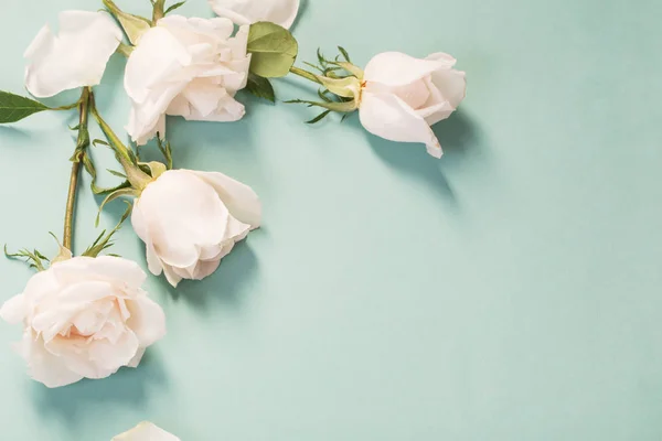 Hermosas rosas sobre fondo de papel verde —  Fotos de Stock
