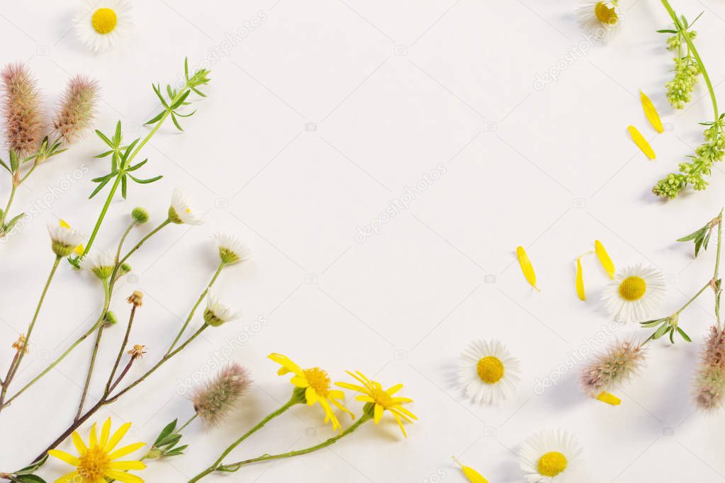 wildflowers on white paper background 