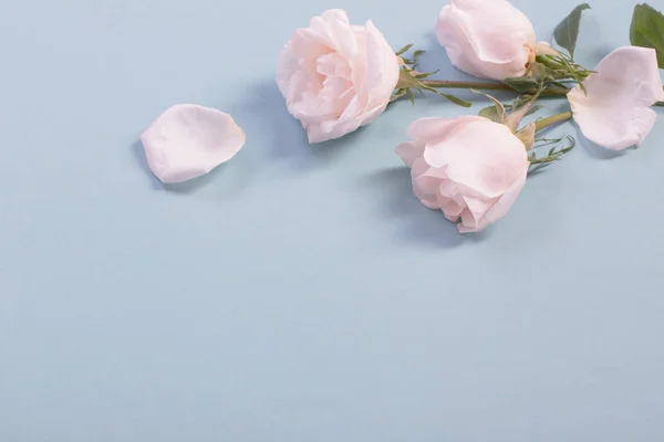Hermosas rosas sobre fondo de papel azul — Foto de Stock