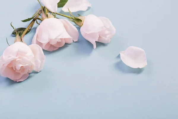 Rosas bonitas sobre fundo de papel azul — Fotografia de Stock