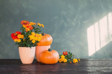 Yeşil arka planda kasımpatılar ve balkabakları 