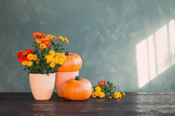 Chrysanthemums and pumpkins on green background — Stock Photo, Image
