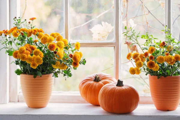 Crisantemos y calabazas en el viejo alféizar de la ventana blanca —  Fotos de Stock