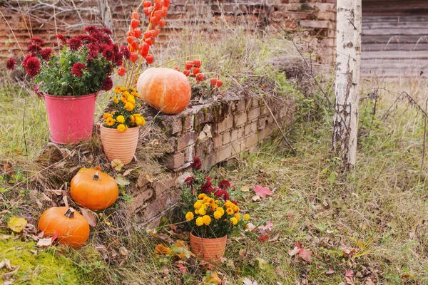 Crisantemo in vasi di fiori e zucche arancioni in autunno — Foto Stock