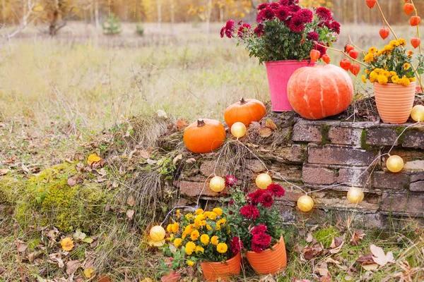 Chrysanthemum in flowers pots and orange pumpkins in autumn gard — Stock Photo, Image