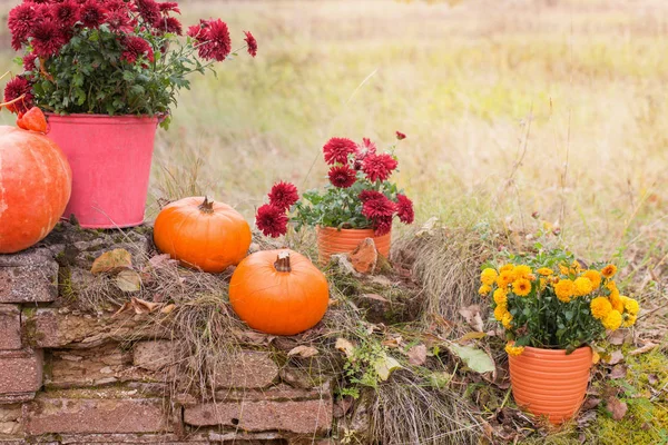 Chrysanthemum in flowers pots and orange pumpkins in autumn gard — Stock Photo, Image