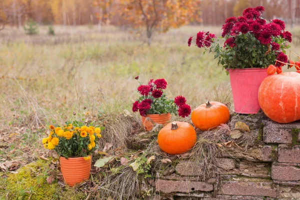 Chrysanthemum in flowers pots and orange pumpkins in autumn gard — Stock Photo, Image