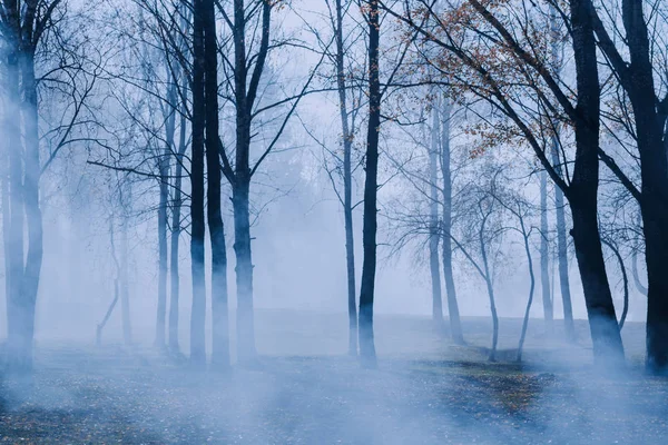 Parc d'automne avec brouillard mystère — Photo