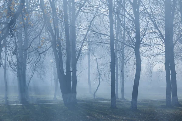 Höst park med mystisk dimma — Stockfoto