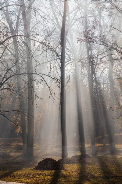 Herfstpark waar bladeren verbrand worden. Verontreiniging door koolwaterstoffen — Stockfoto