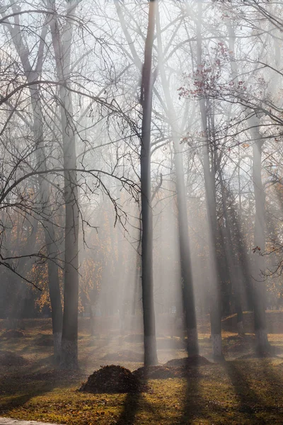 Parque de outono onde as folhas são queimadas. Poluição por hidrocarbonetos — Fotografia de Stock