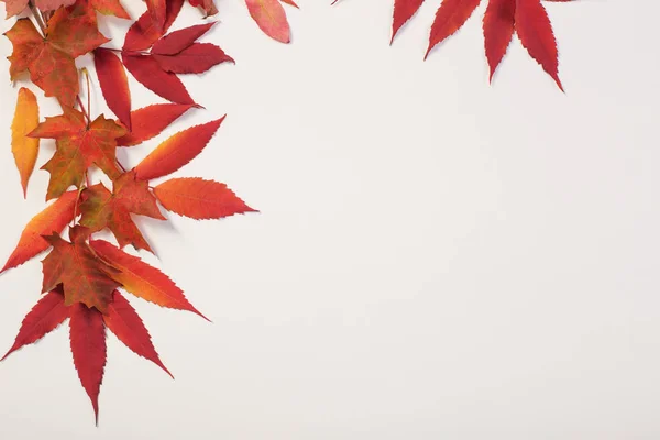 Červené podzimní listy na bílém pozadí — Stock fotografie