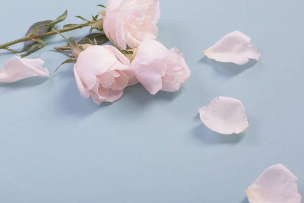 Красивые розы на голубом бумажном фоне — стоковое фото