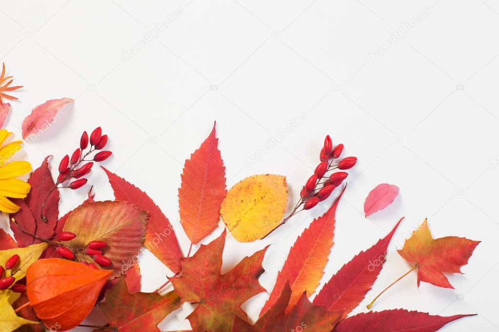 autumn leaves and flowers on white background