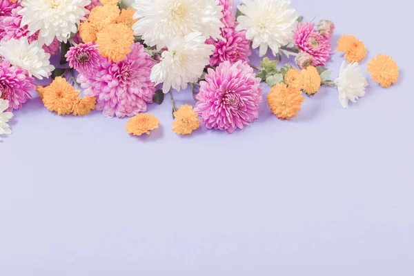Crisantemi su sfondo di carta viola — Foto Stock