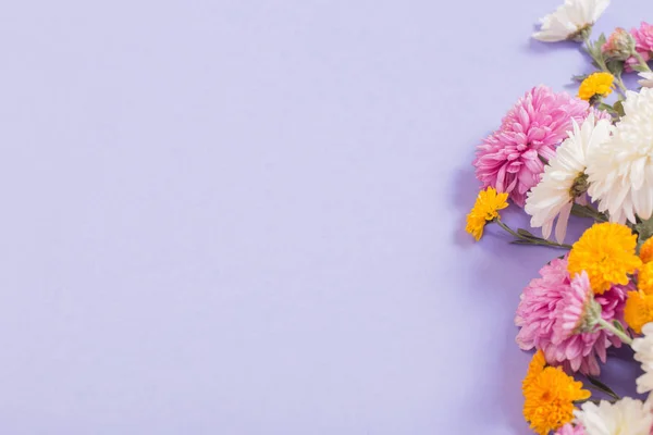 Хризантеми на фіолетовому паперовому фоні — стокове фото