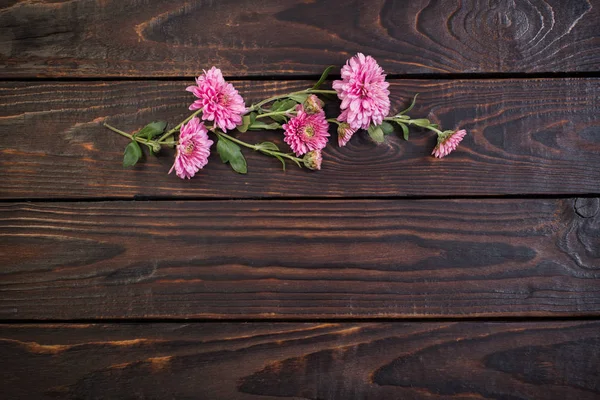 Ροζ χρυσάνθεμα σε σκούρο ξύλινο φόντο — Φωτογραφία Αρχείου
