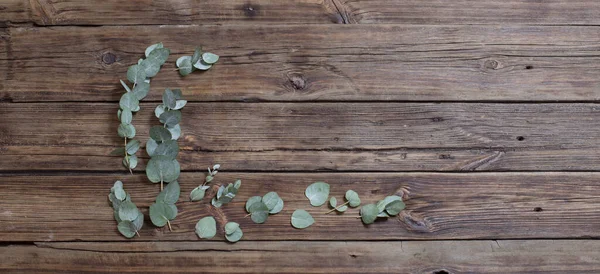 Eucalipto Sobre Fondo Viejo Madera Oscura — Foto de Stock