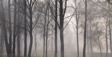 Gizemli sis ile sonbahar parkı