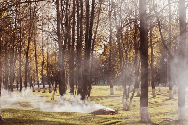 Yaprakların Yandığı Sonbahar Parkı Hidrokarbon Kirliliği — Stok fotoğraf