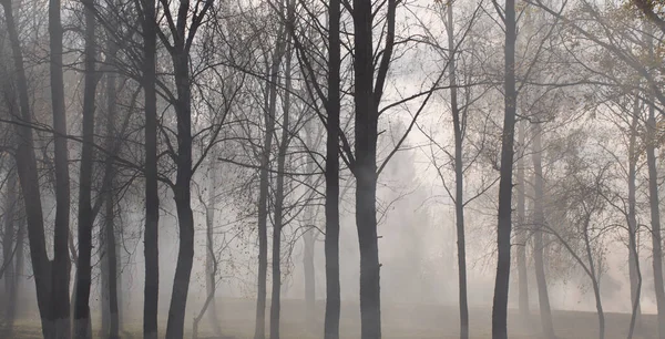 Autumn Park Mystery Fog — Stock Photo, Image