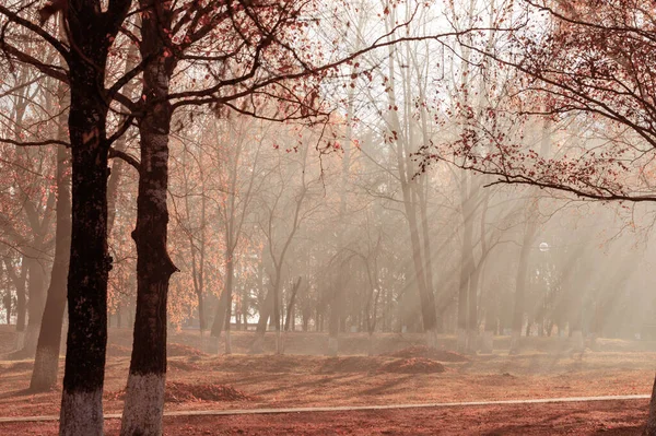 Jesienny Park Gdzie Płoną Liście Zanieczyszczenie Węglowodorami — Zdjęcie stockowe