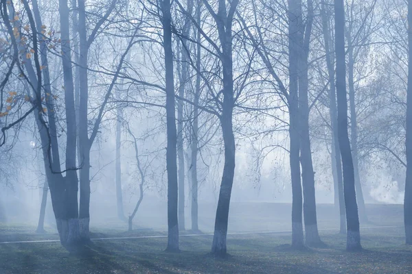 Autumn Park Mystery Fog — Stock Photo, Image