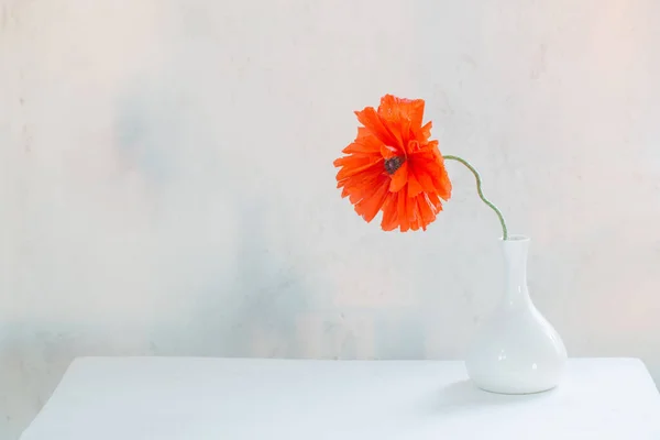 Papoila Vermelha Vaso Branco Fundo Branco — Fotografia de Stock