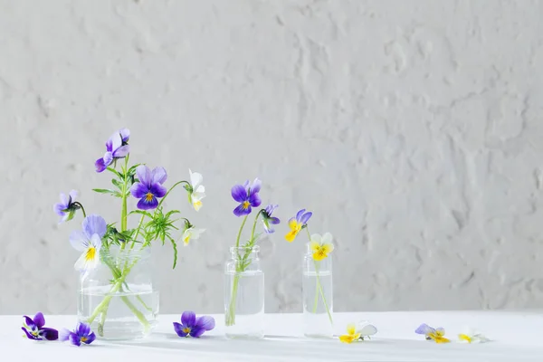 Viola Virágok Üvegedényekben Fehér Háttér — Stock Fotó