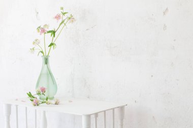 arkaplan beyaz duvarda vazodaki columbine çiçekleri