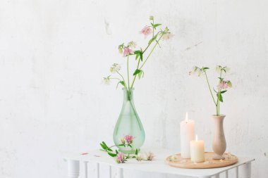 arkaplan beyaz duvarda vazodaki columbine çiçekleri