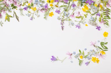 Beyaz arka planda güzel yabani çiçekler