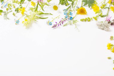 Beyaz arka planda güzel yabani çiçekler