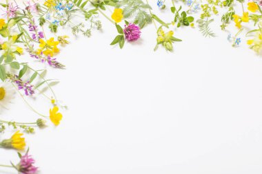 Beyaz arka planda güzel yabani çiçekler