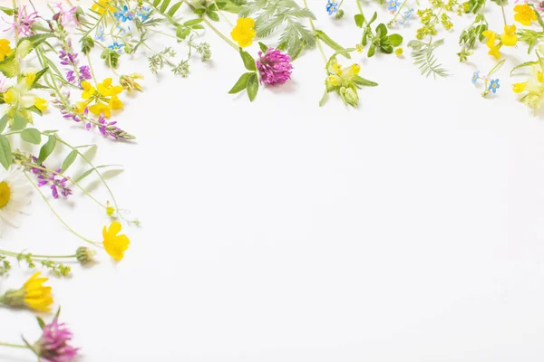 beautiful wild flowers on white background