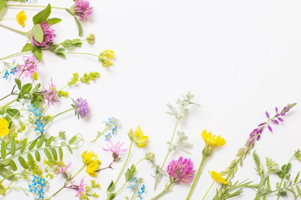 Vacker Vilda Blommor Vit Bakgrund — Stockfoto