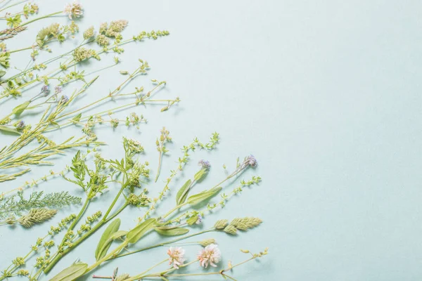 Diversi Fiori Selvatici Sfondo Carta — Foto Stock